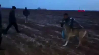 Mardin'de Kangal Köpekleri Dövüştürülmüş!