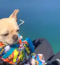 Köpek Kaju, Yamaç Paraşütüyle Gökyüzünde!