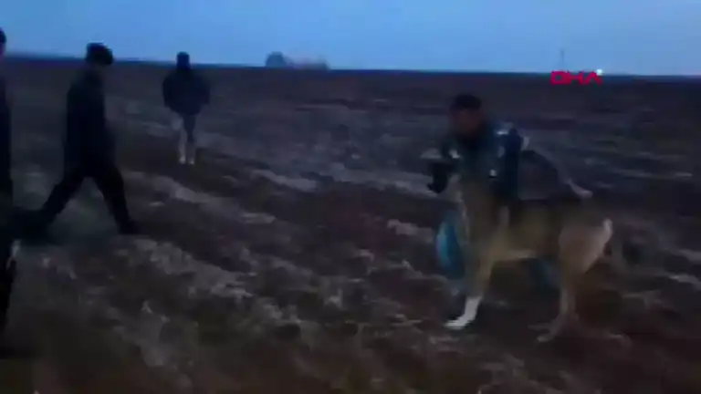 Mardin'de Kangal Köpekleri Dövüştürülmüş!